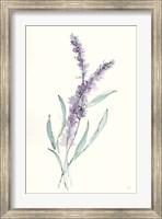 Framed Lavender IV