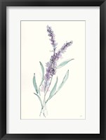 Lavender IV Framed Print