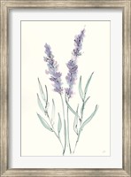 Framed Lavender III