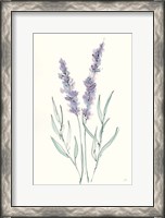 Framed Lavender III