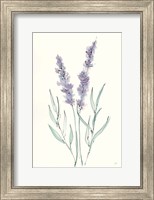 Framed Lavender III