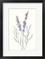 Framed Lavender III