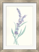 Framed Lavender II