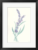 Framed Lavender II