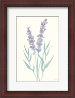 Framed Lavender I
