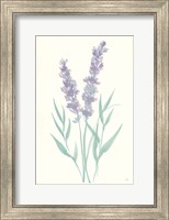 Framed Lavender I