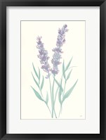 Lavender I Framed Print