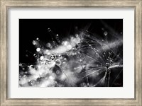 Framed Dandelion Abstract II