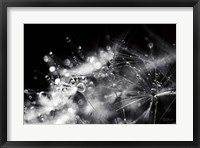 Framed Dandelion Abstract II
