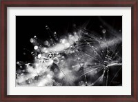 Framed Dandelion Abstract II