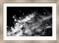 Framed Dandelion Abstract II