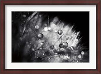 Framed Dandelion Abstract I