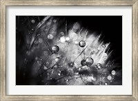 Framed Dandelion Abstract I