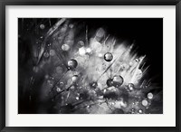 Framed Dandelion Abstract I