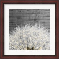 Framed Delicate Dandelion