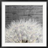 Framed Delicate Dandelion