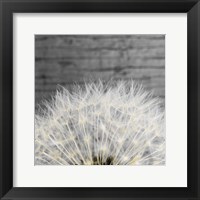 Framed Delicate Dandelion