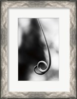 Framed Curly Cue