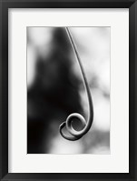 Framed Curly Cue