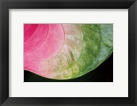 Framed Pink and Green