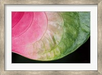 Framed Pink and Green