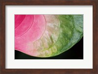 Framed Pink and Green
