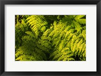 Framed Ferns II