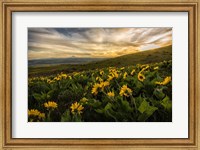 Framed Sunflower Field