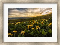 Framed Sunflower Field