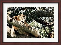 Framed Lion Tree