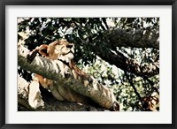 Framed Lion Tree