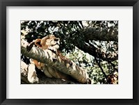 Framed Lion Tree