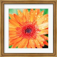 Framed Mixed Gerbera I