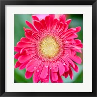 Framed 'Mixed Gerbera II' border=