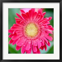 Framed Mixed Gerbera II