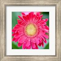 Framed Mixed Gerbera II