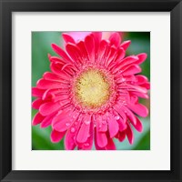 Framed Mixed Gerbera II