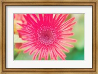 Framed Pink Gerbera