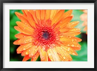 Framed Orange Gerbera