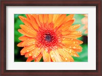 Framed Orange Gerbera