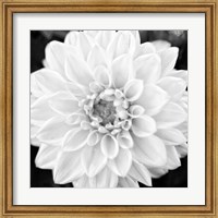 Framed Black & White Gerbera I