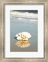 Framed Coral Reflection