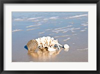 Framed Seashell Reflection