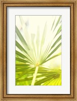 Framed Among Palms I