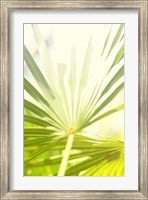 Framed Among Palms I