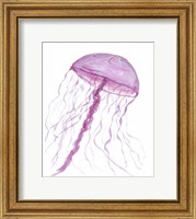 Framed Jellyfish II