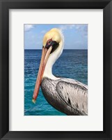 Framed Pelican