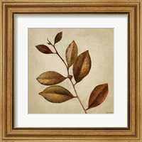 Framed Antiqued Leaves II