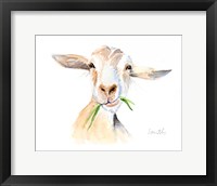Framed Goat III