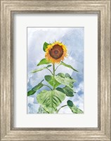 Framed Summer Sunflower